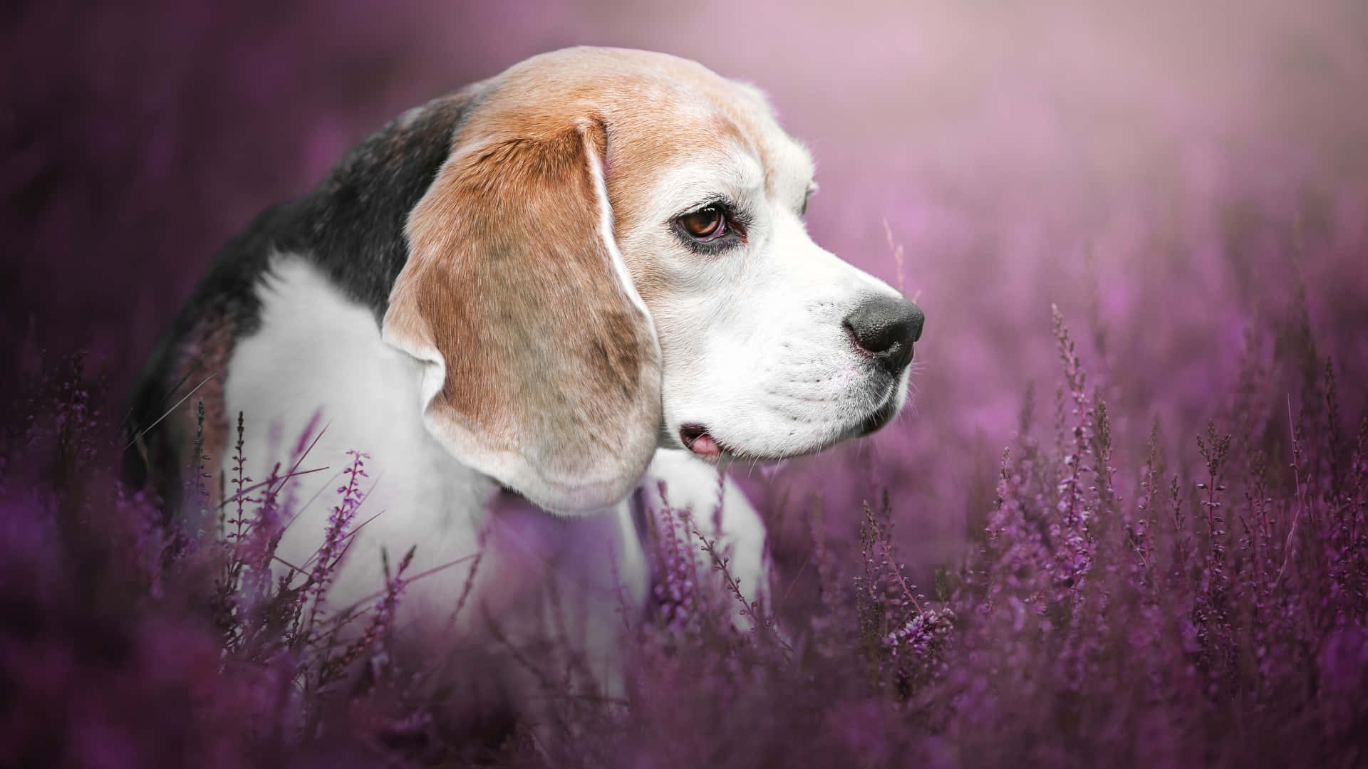 Beaglein Lavender Field Wallpaper