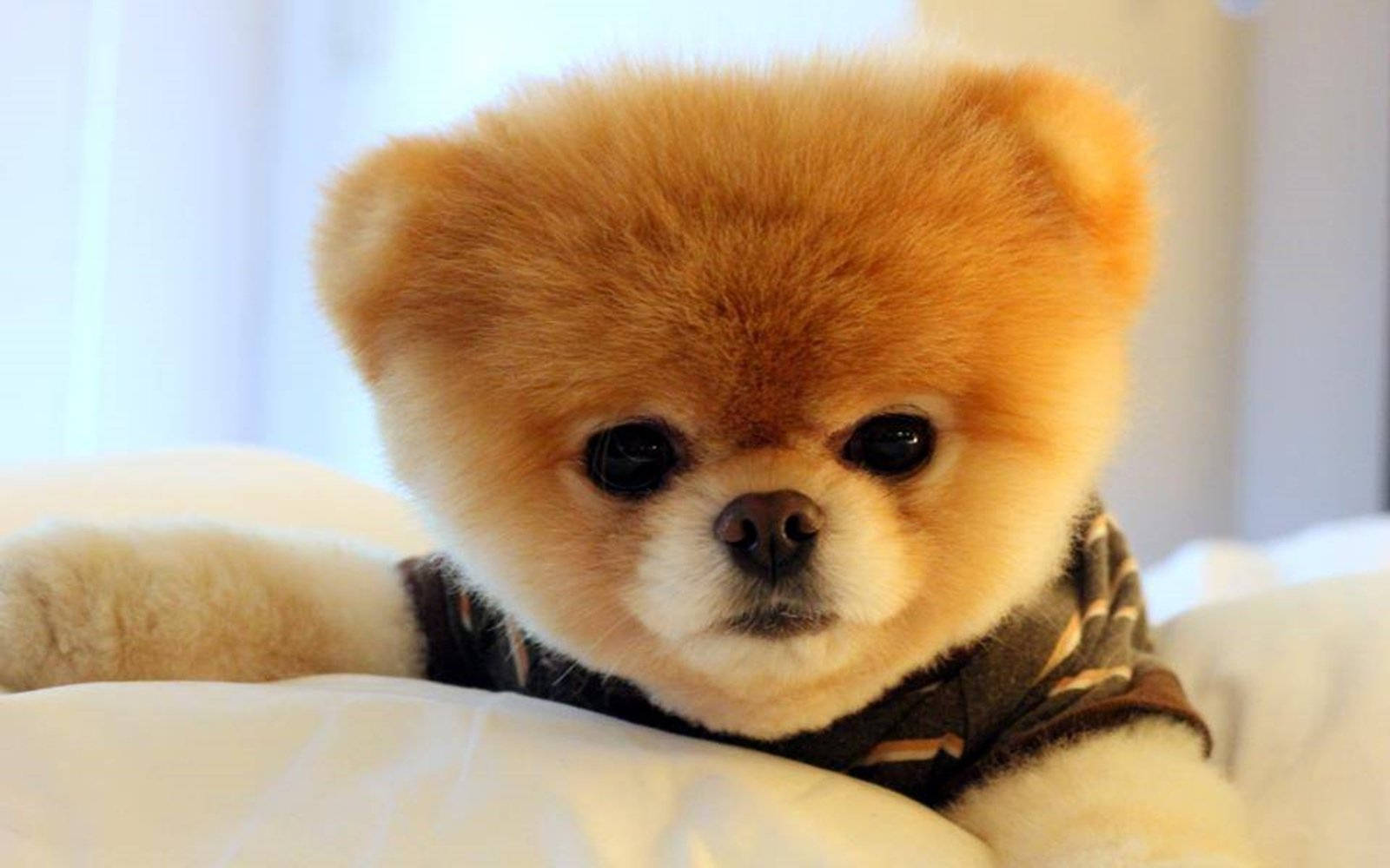 Beanie Boos-Looking Pomeranian Wallpaper