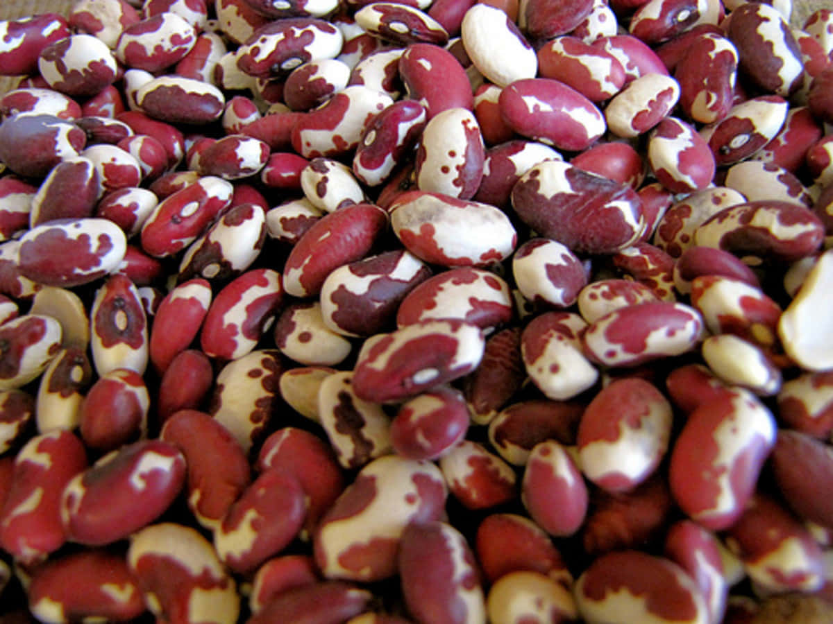 Freshly Harvested Pinto Beans