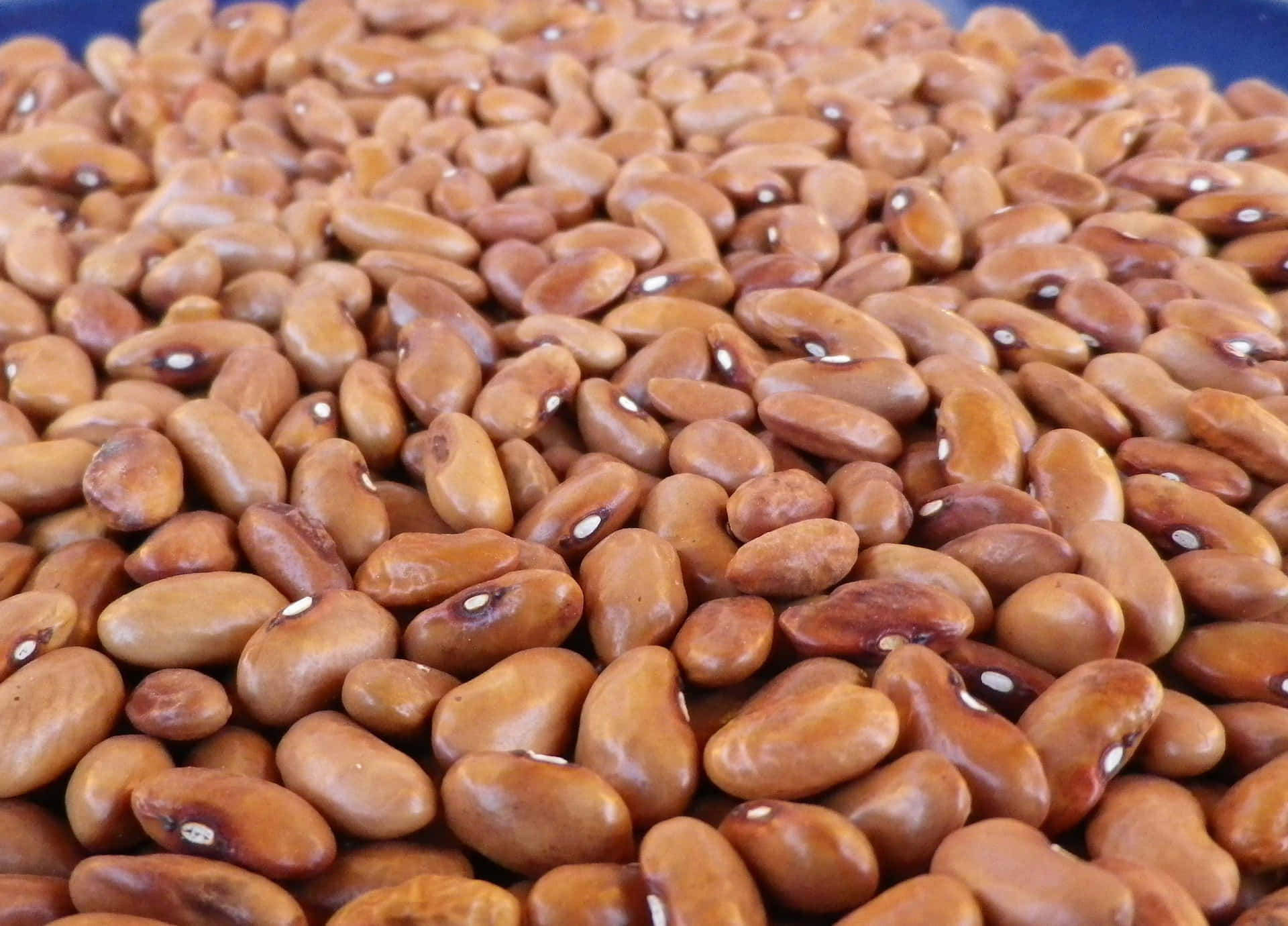 An up-close shot of freshly cooked beans ready for adding to your favorite dish.