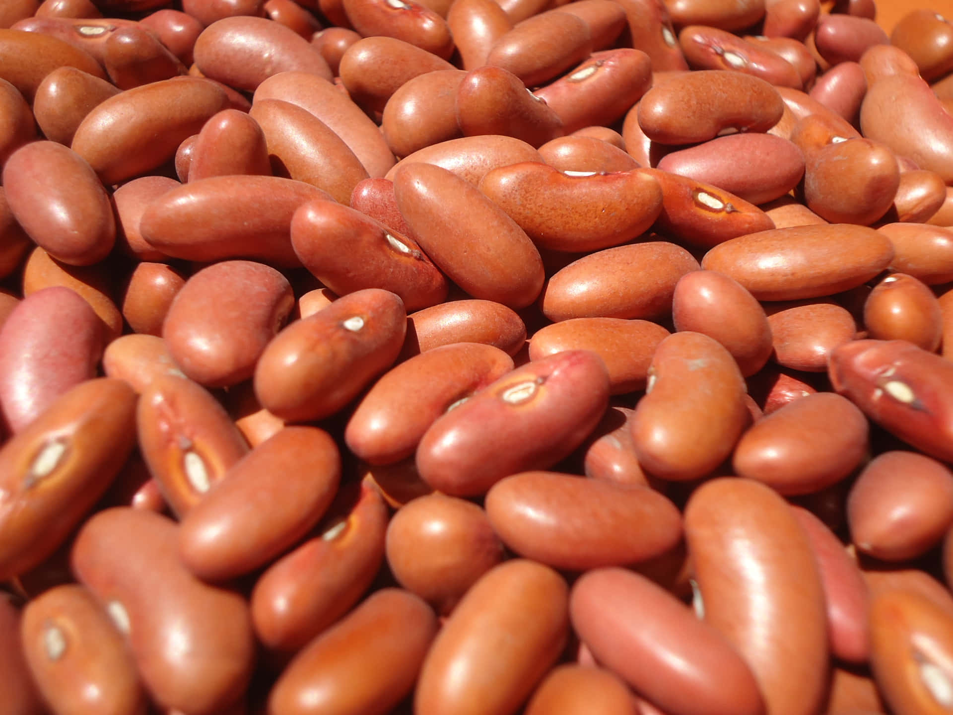 "Panoramic View of Freshly Harvested Beans"