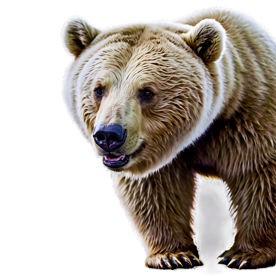 Bear A PNG