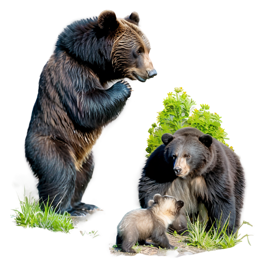 Bear And Cub Png 95 PNG