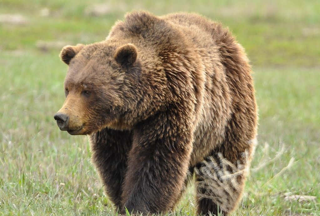 En uhyggelig brun bjørn brøler og klør efter sin bytte