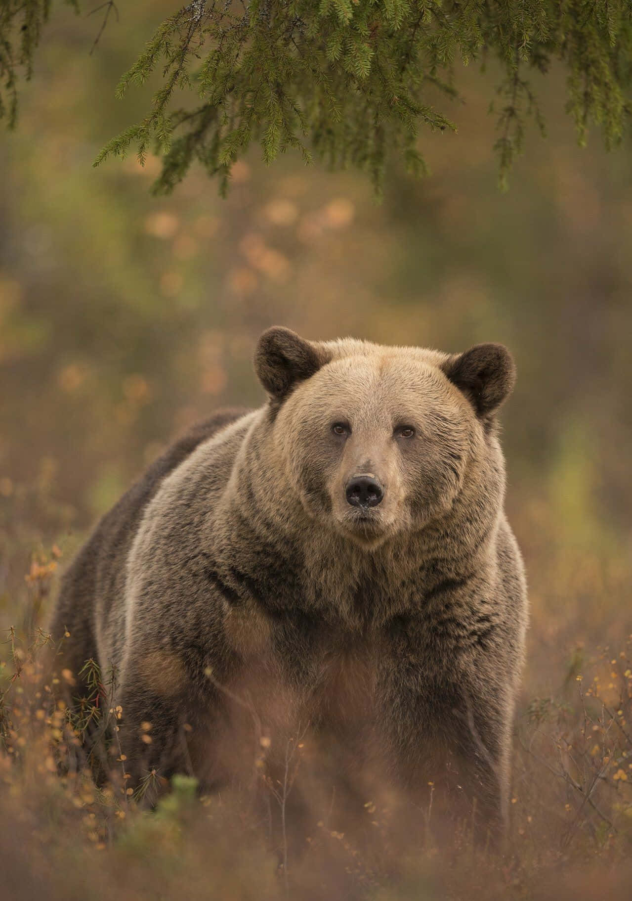 Advar mod mulige farer ved bjørneangreb