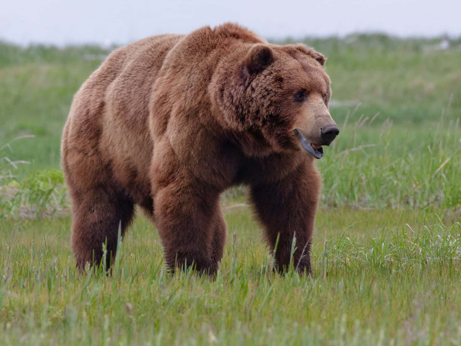 Download A Brown Bear Walking In The Grass | Wallpapers.com