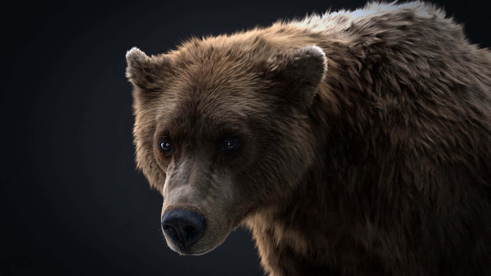 Umferoz Urso Pardo Defendendo Seu Território Na Natureza.