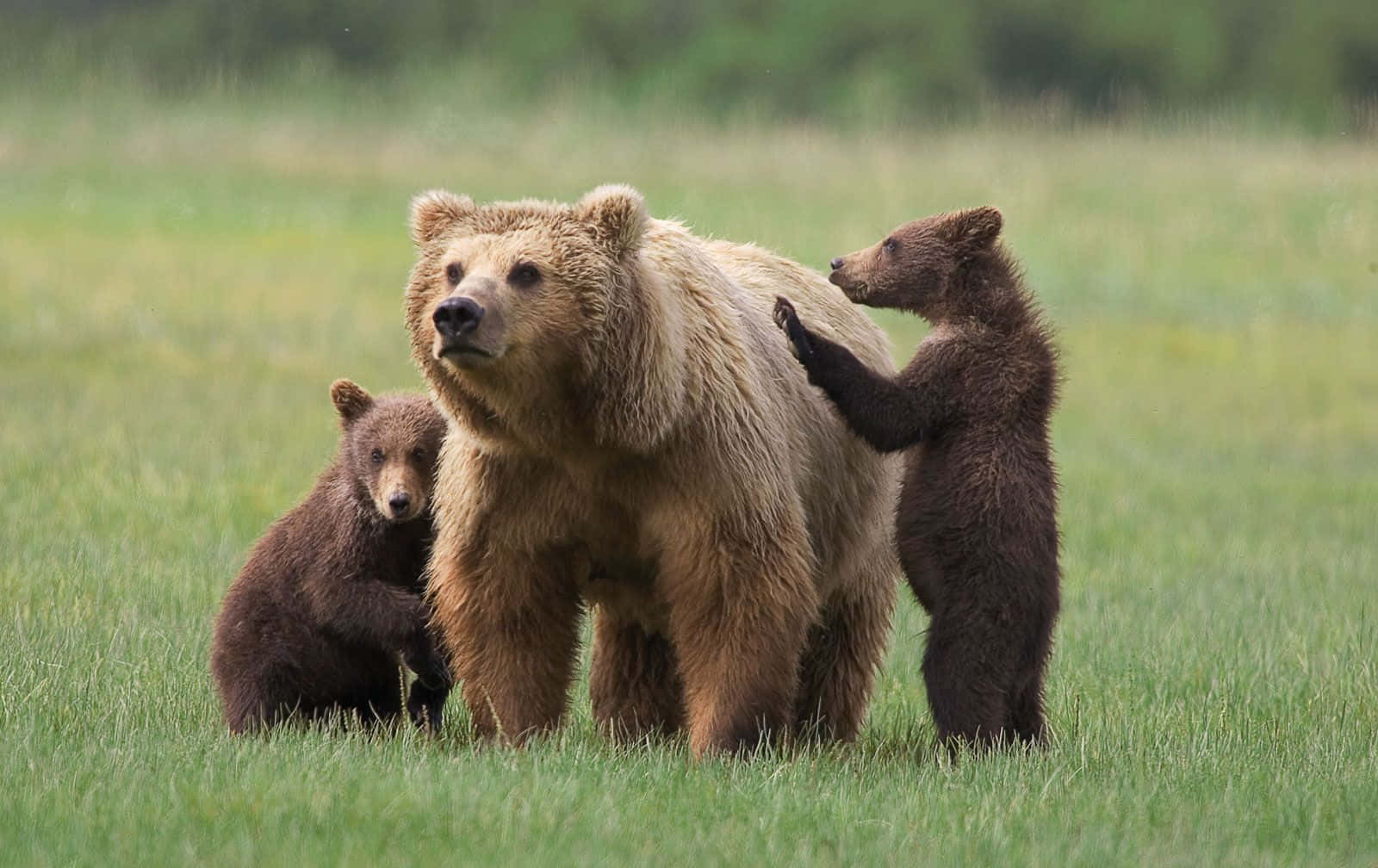 Tre brune bjørne står i et felt