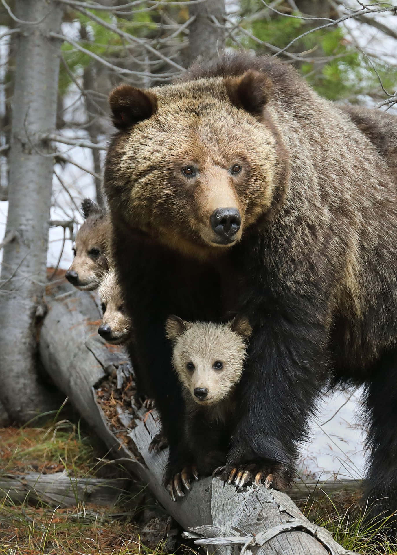 En brun bjørn med unger der lege i skoven