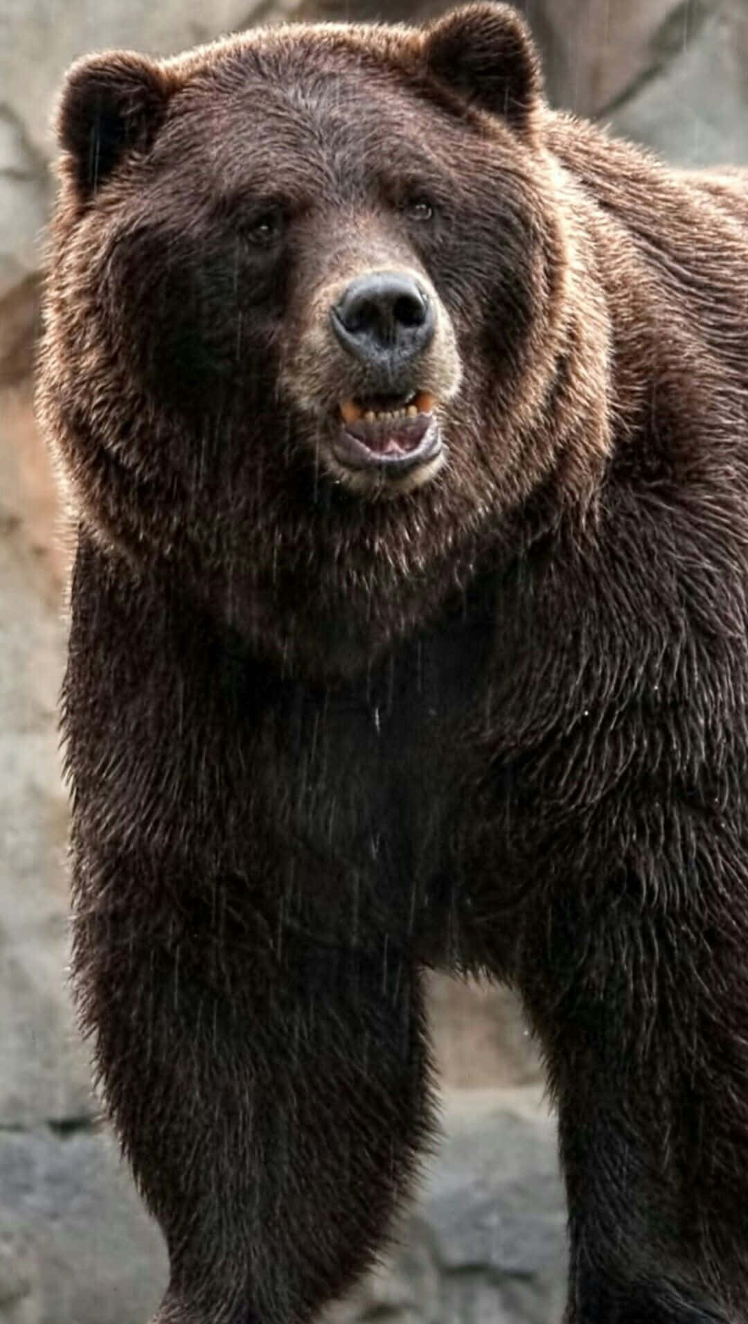 A grizzly bear stands threateningly ready to attack.