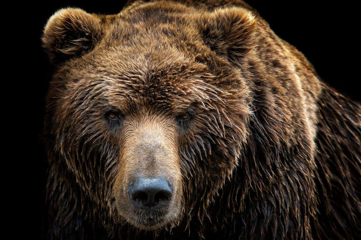 En Grizzlybjørn, der klør på jorden under en voldelig angreb