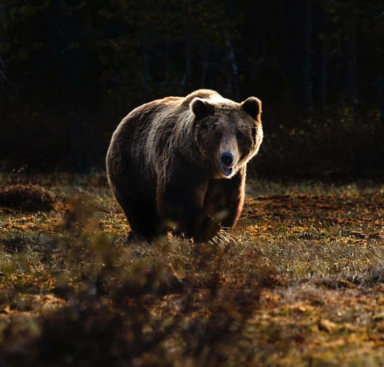En brun bjørn der går igennem en sjæld af blåklokker