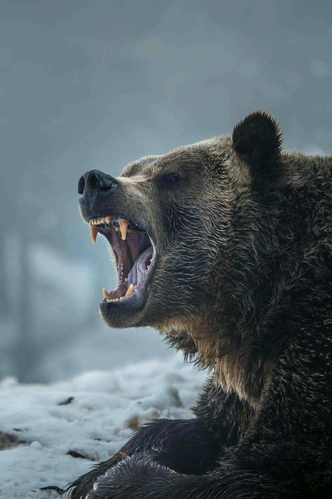 Beskyt dig selv - Pas på bjørneangreb