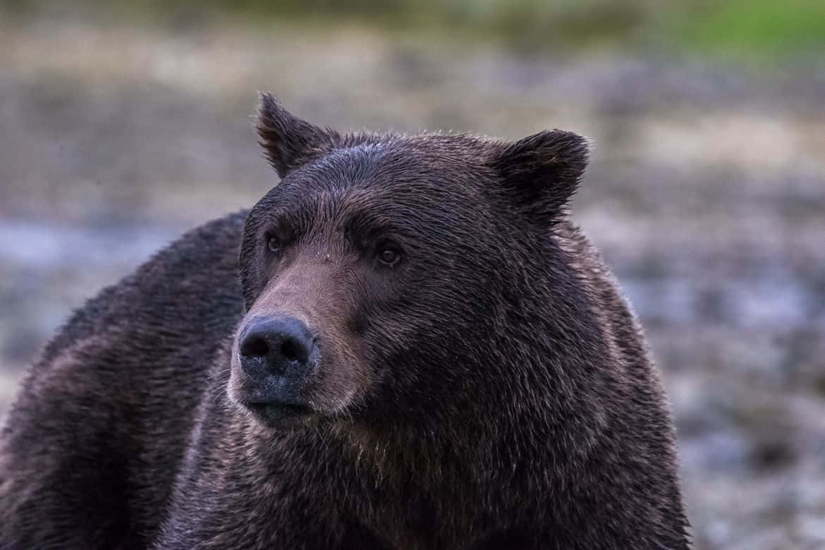 En voldsom bjørn angriber en laks.