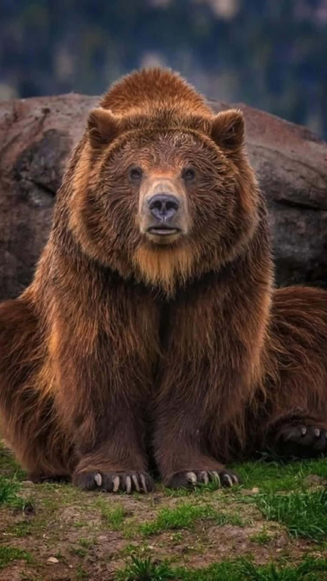 En brun bjørn sidder på jorden midt i et smukt landskab