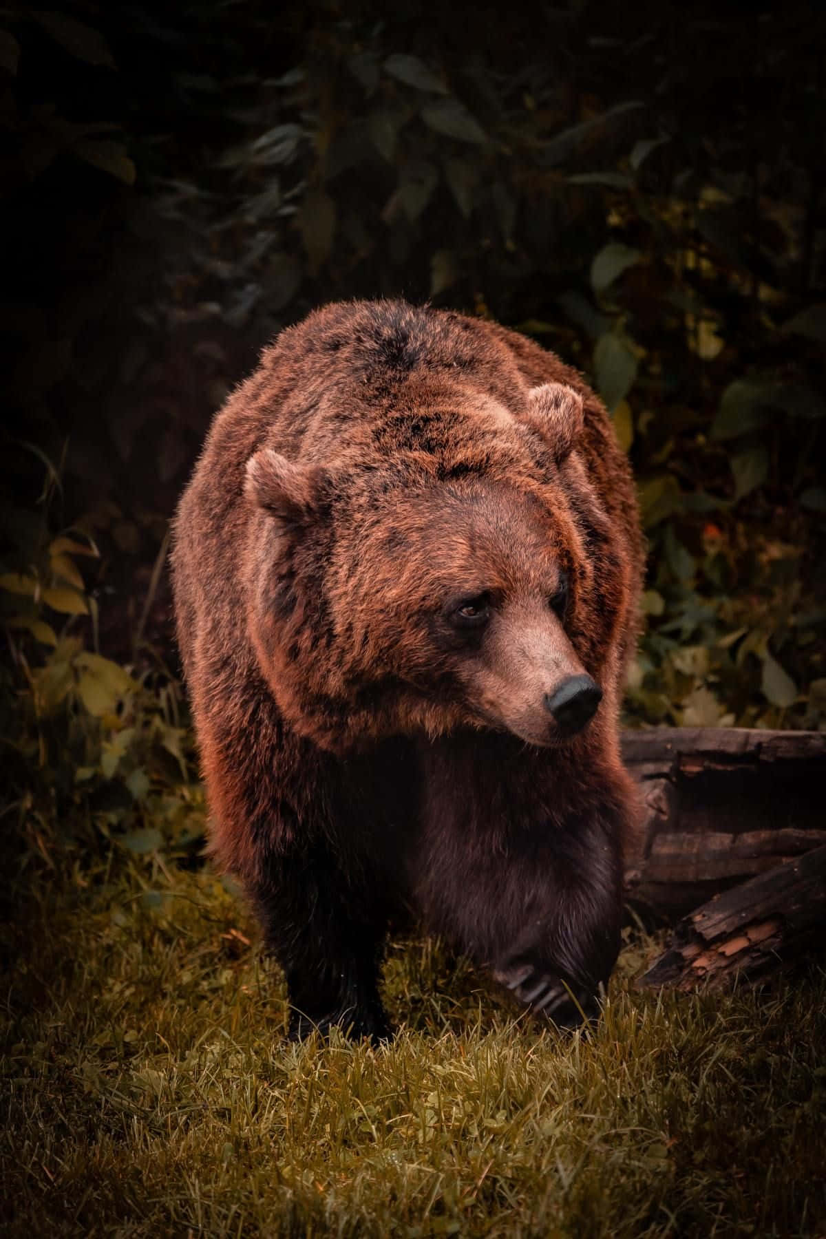 A Brown Bear Walking Through The Forest