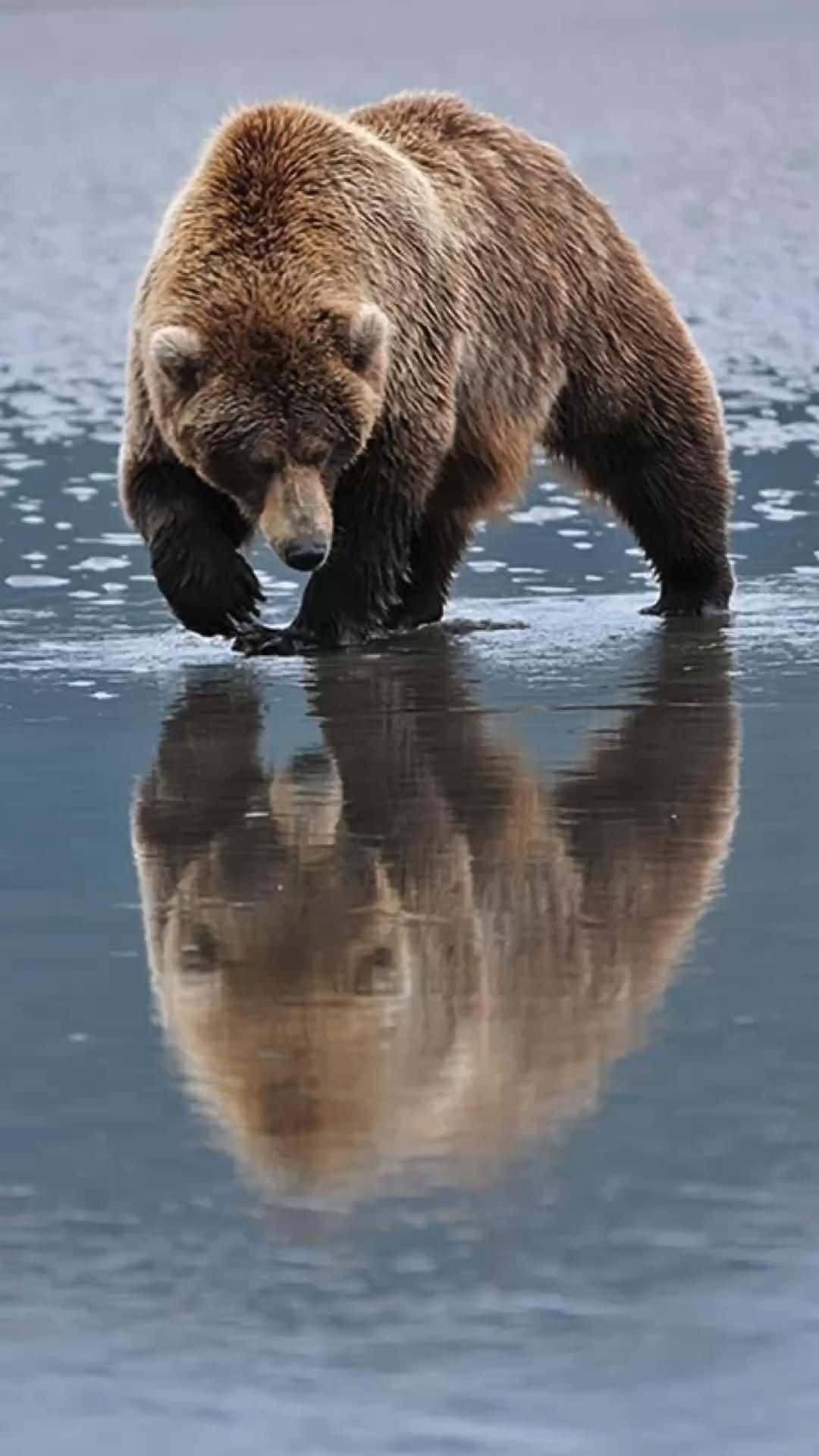 A Brown Bear Is Walking In The Water With Its Reflection