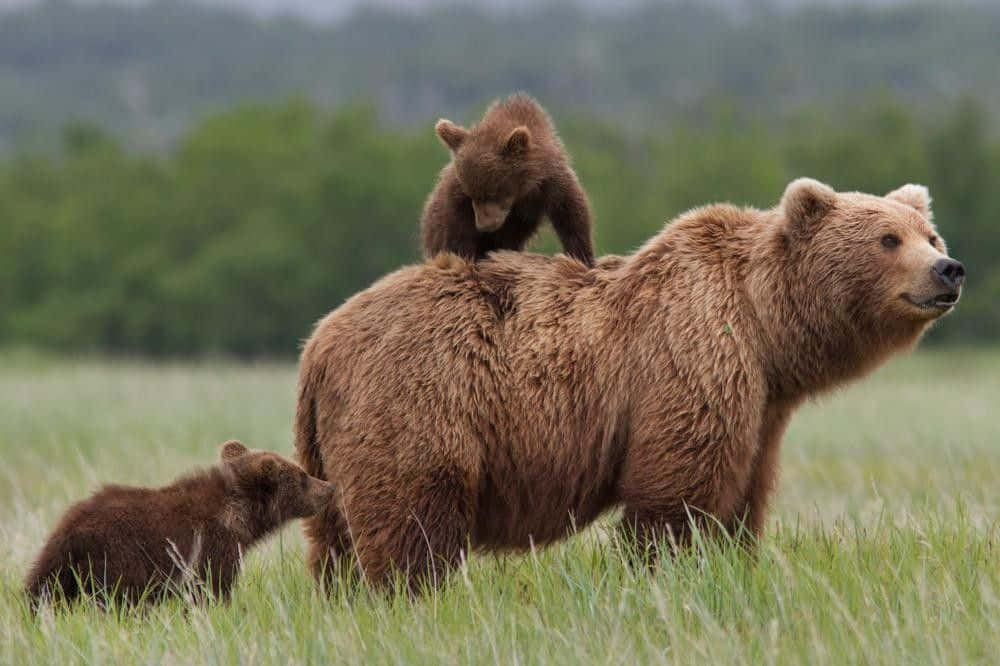 A Brown Bear With Two Cubs On Its Back