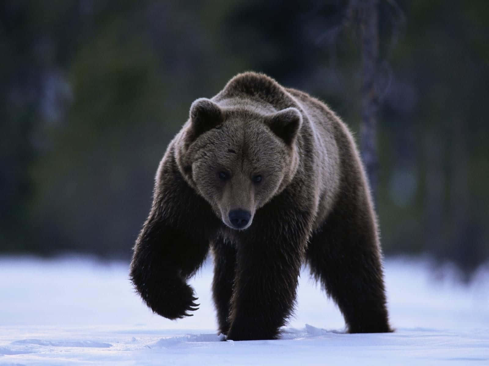 En ond brun bjørn græder et andet dyr midt i et intens bjørneangreb.