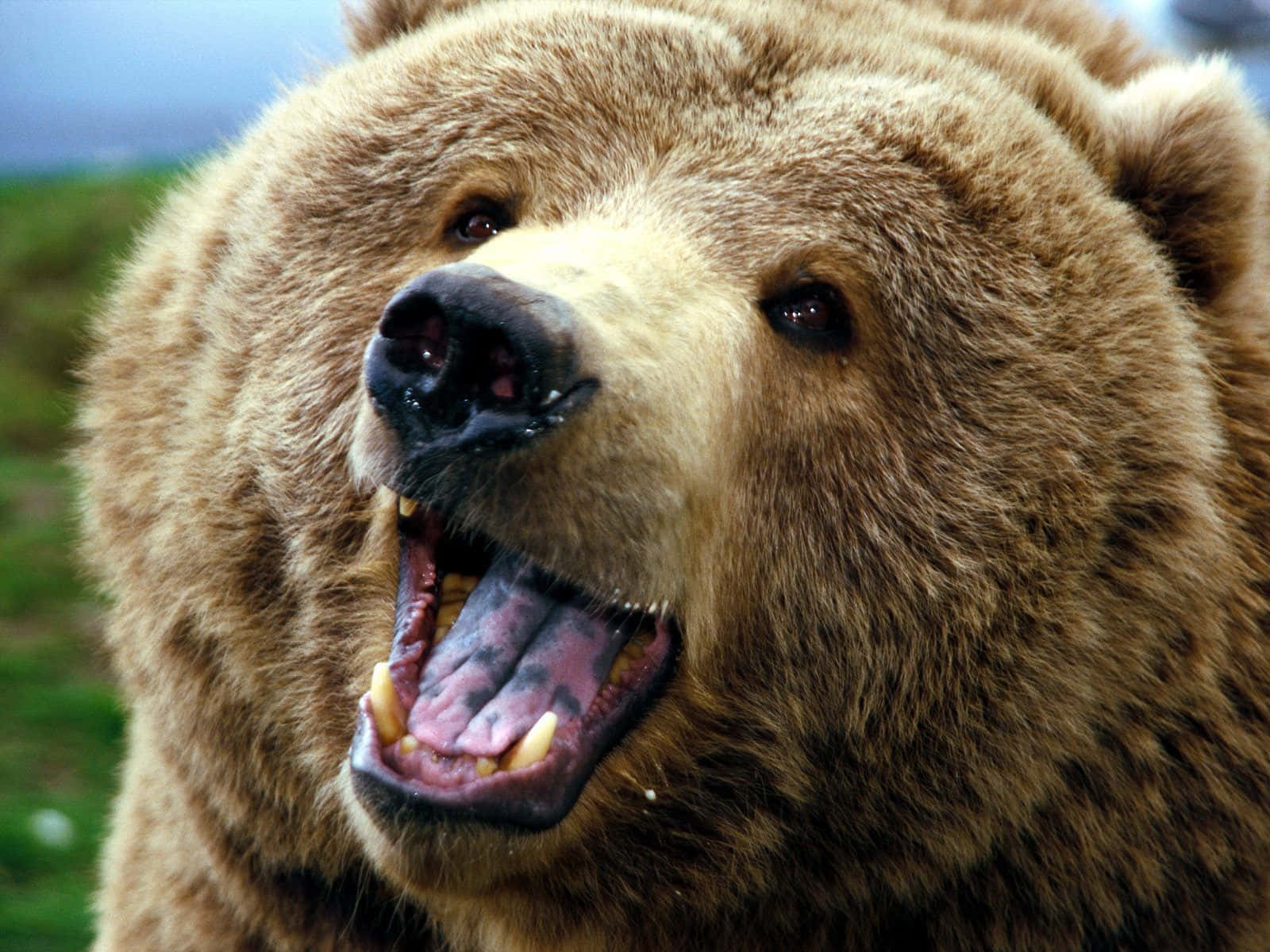 En bjørn med åben mund