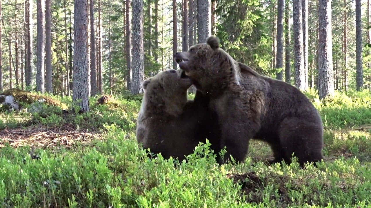 En bjørn kæmper for at opklare et falder bytte.