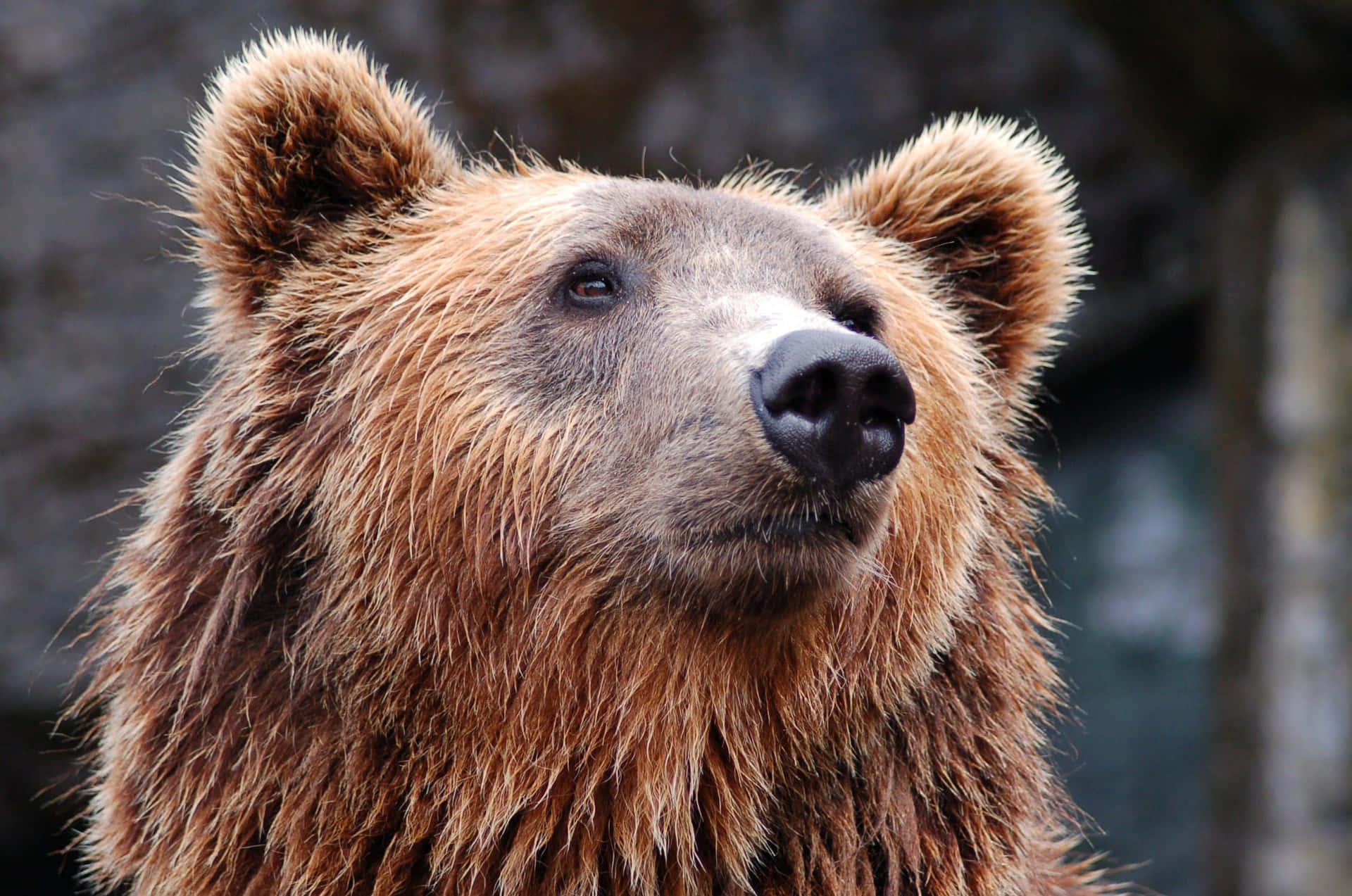 En brun bjørn angriber en menneske