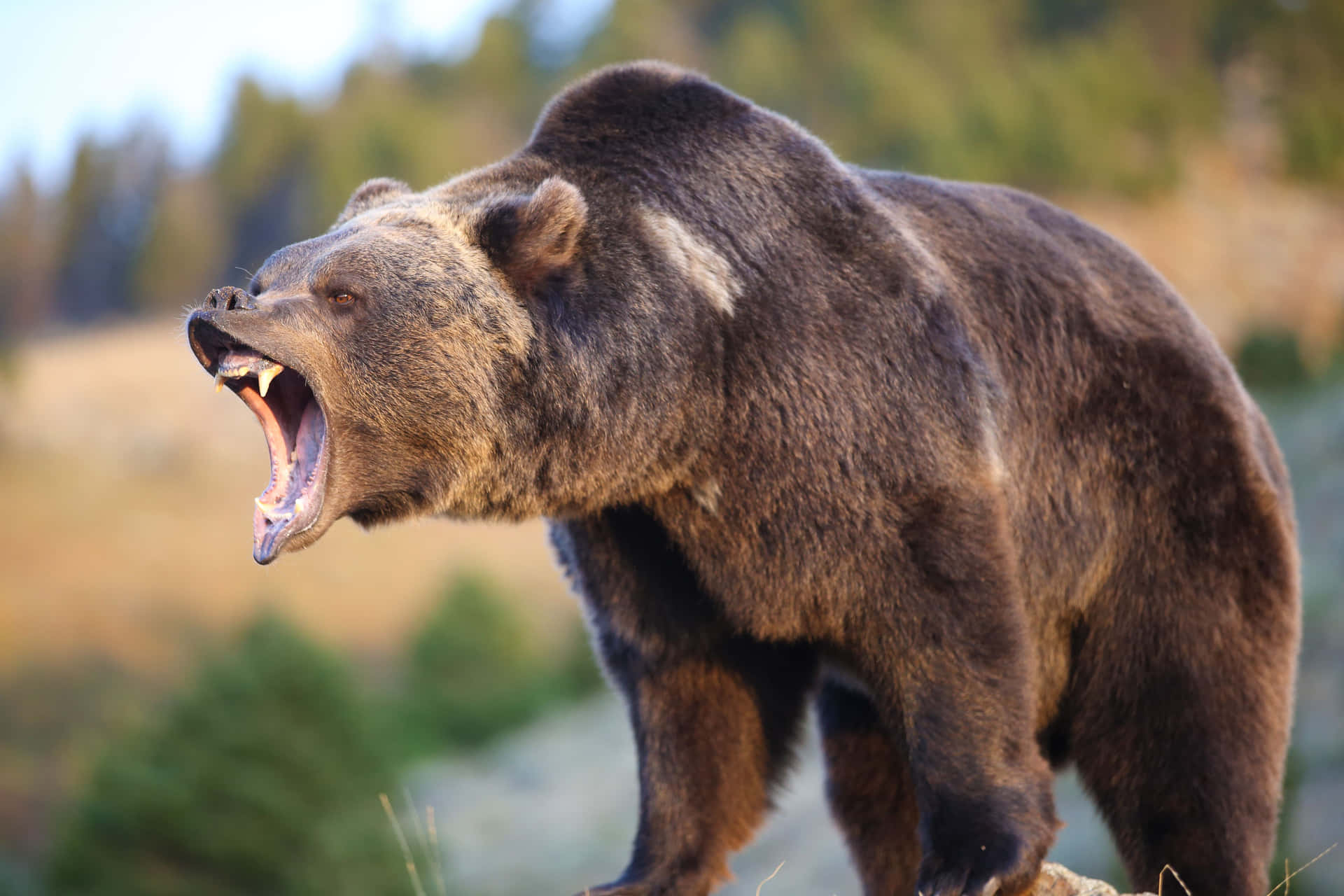 "The Fierce Strength of Nature - A Bear Attack"