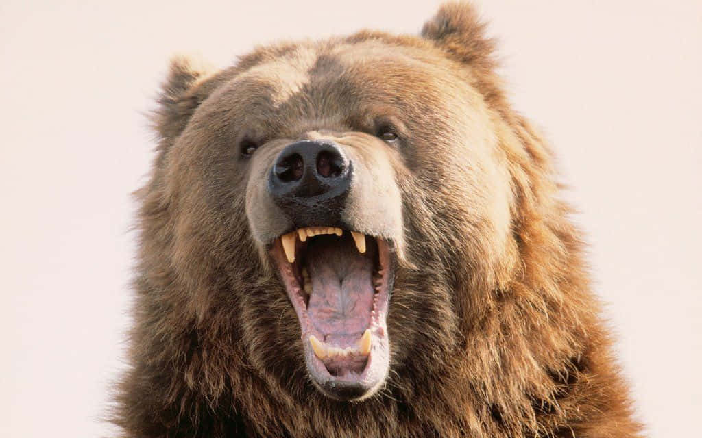 En bjørn lykkes med at angribe dens bytte