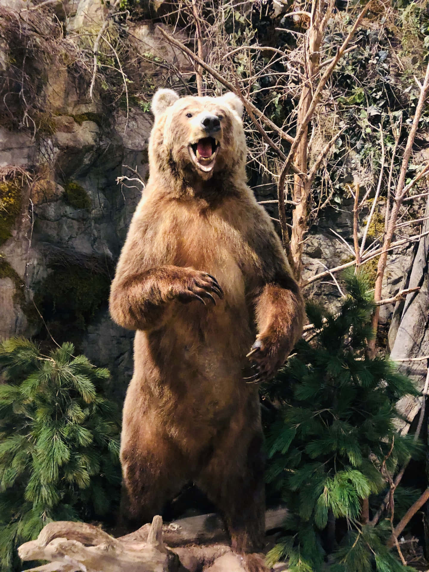 Enbjörn Som Står På En Stock