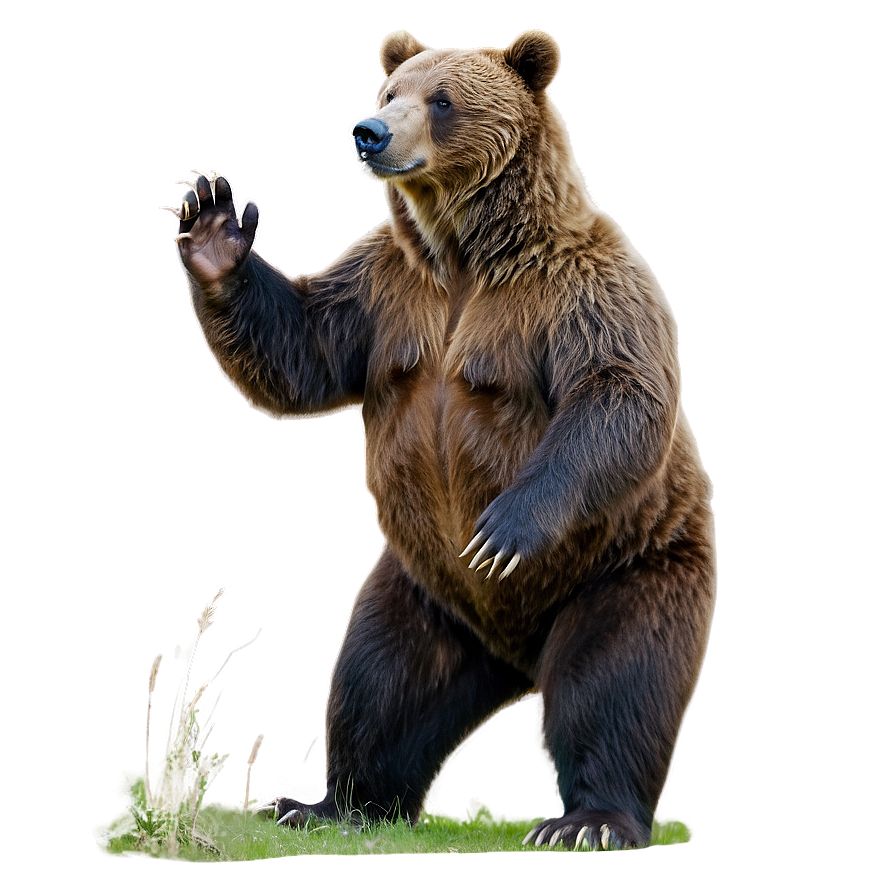 Bear B PNG