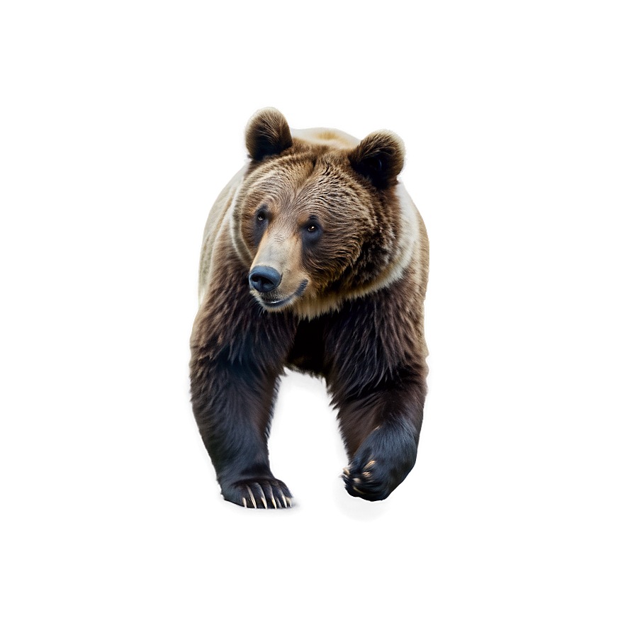 Download Bear C | Wallpapers.com