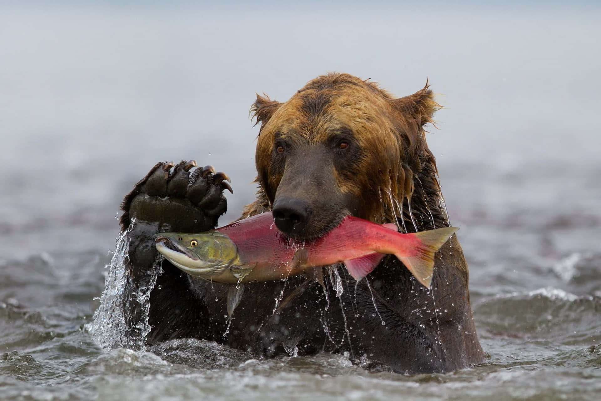 Bear Catching Sockeye Salmon Wallpaper