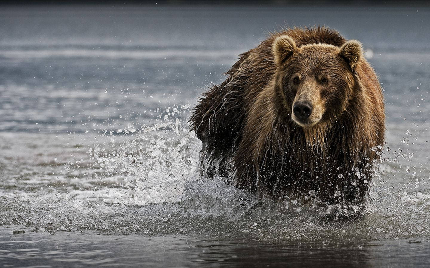 A peaceful bear crossing a lake Wallpaper