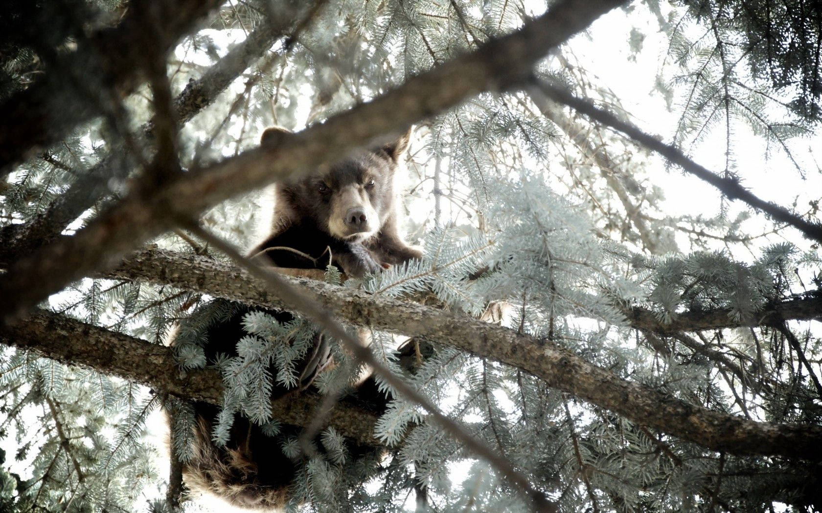 A playful wild bear cub exploring its natural habitat Wallpaper