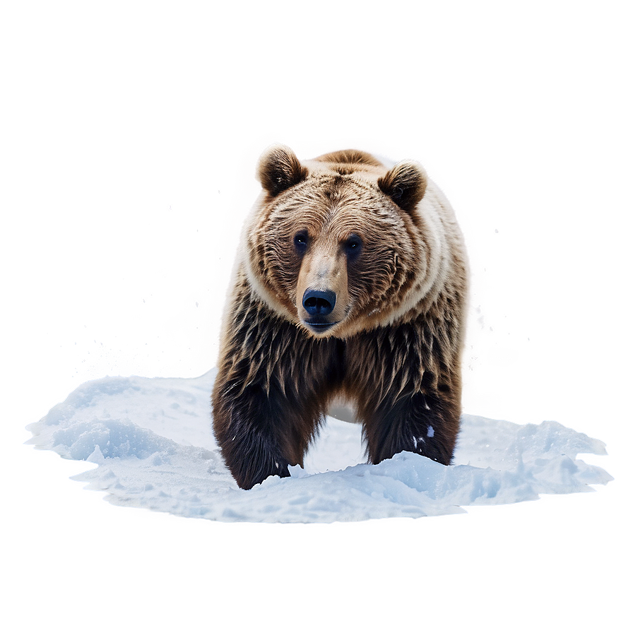 Bear In Snow Png 27 PNG