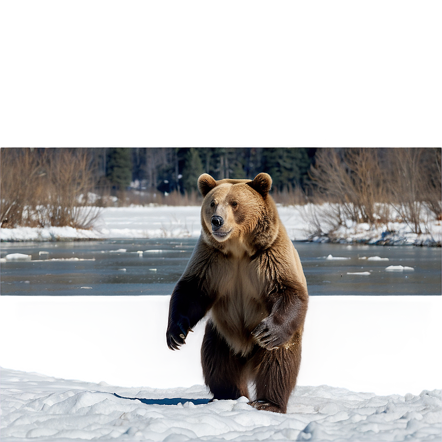 Bear In Snow Png 6 PNG