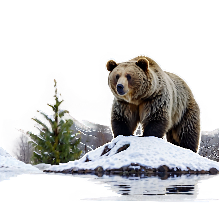 Bear In Snow Png Jwh70 PNG