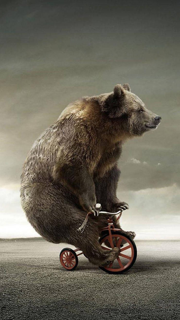 Bear On Tricycle Funny Phone Wallpaper