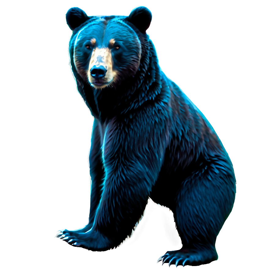 Bear Outline Png 66 PNG