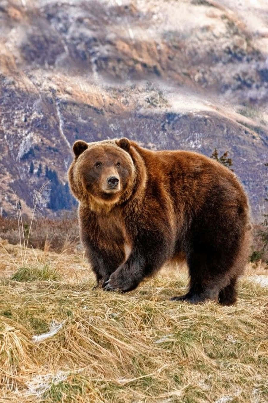 Bravely Standing Bear