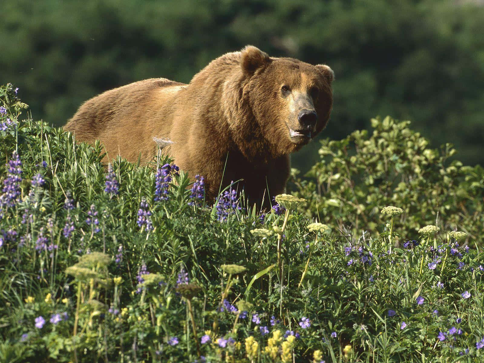 Imagemimpressionante De Um Grande Urso, Posando Majestosamente Em Um Cenário Panorâmico.
