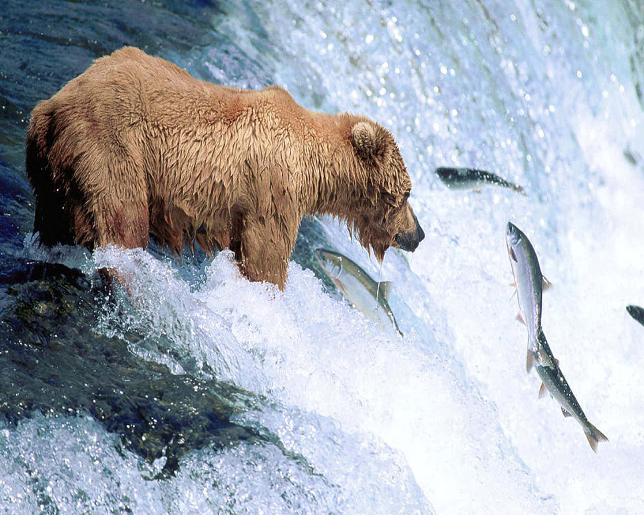 Kæmpebjørntager En Gåtur Gennem Skoven.