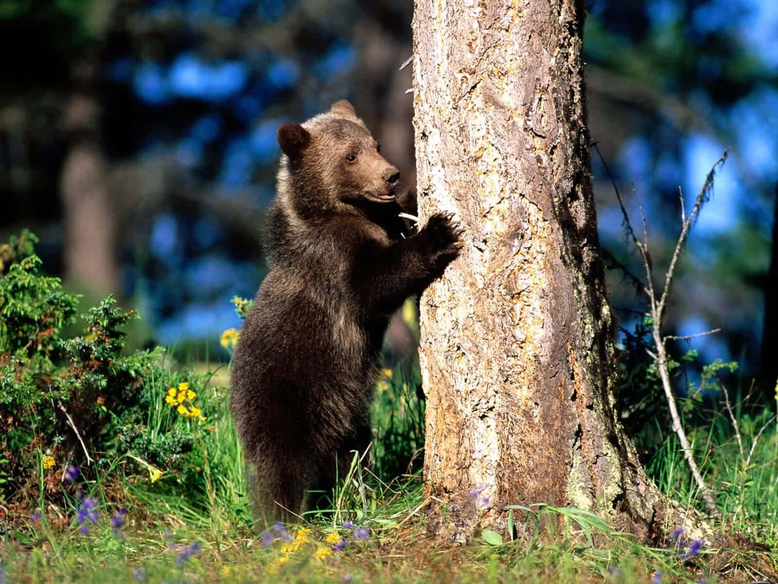 Sötbjörn Vilar I Gräset