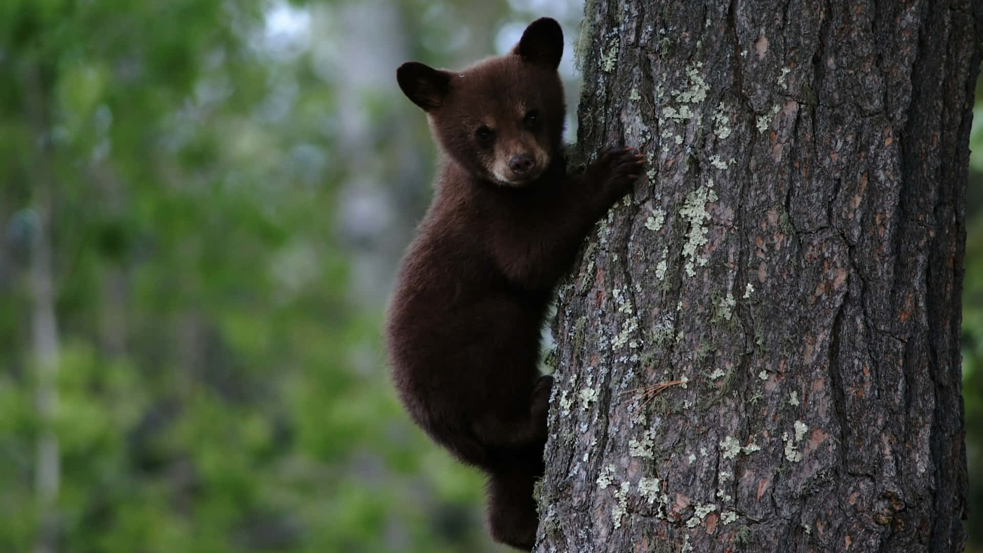 Ensvart Björnungunge Klättrar I Ett Träd