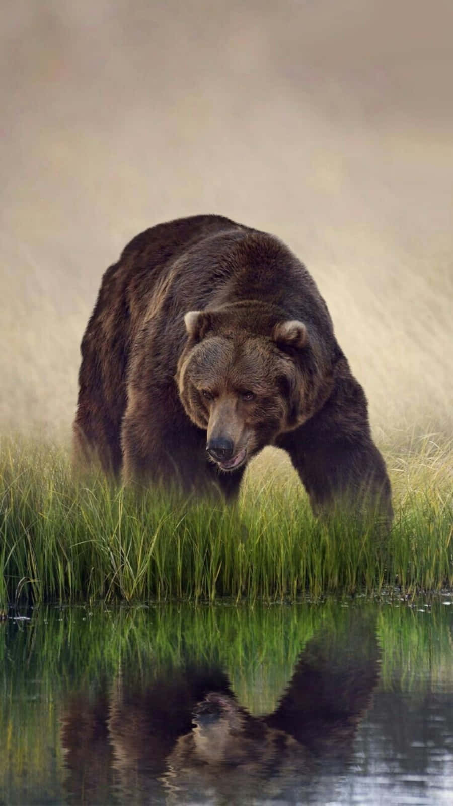 A restless brown bear looking for his next meal