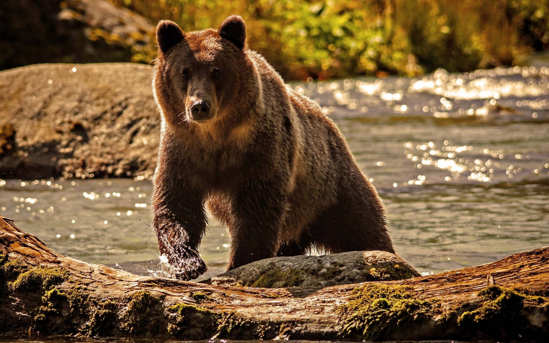 A curious Brown bear looking for adventure
