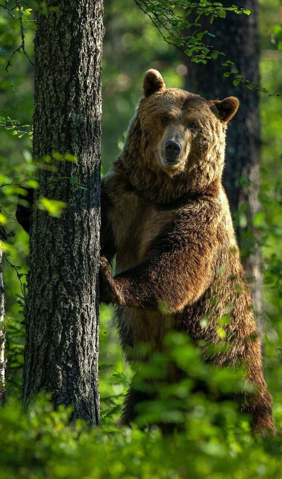 Einbrauner Bär Steht Im Wald