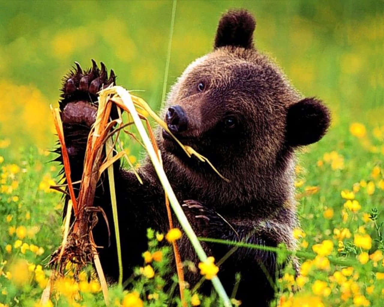 Eingrimmig Aussehender Brauner Bär Sitzt Neben Einem Baumstamm Im Wald.