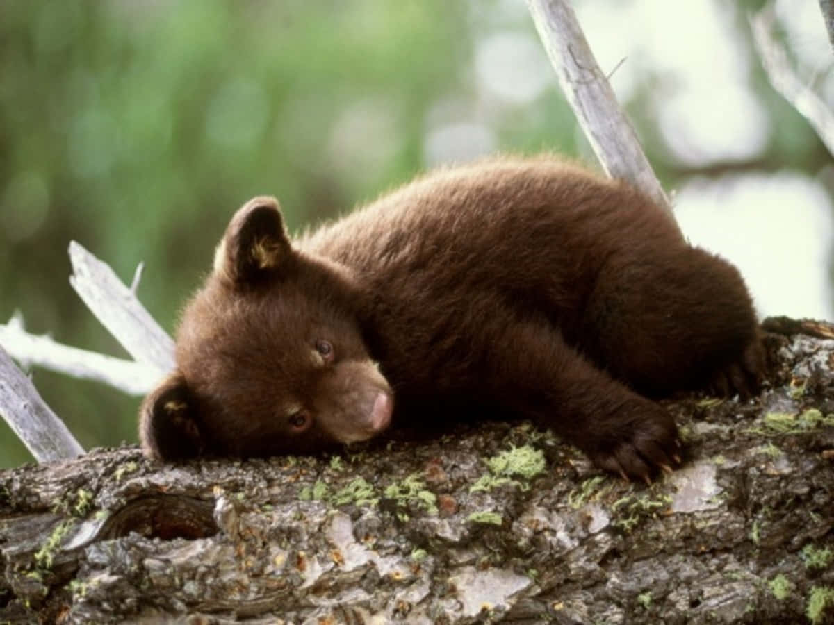 Медвежонок спит