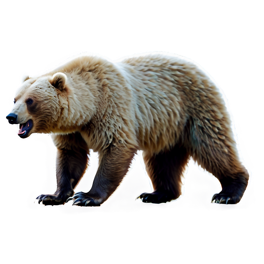 Bear Roaring Png Omt24 PNG